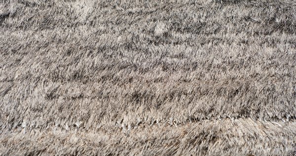 Créer une clôture végétale naturelle et durable