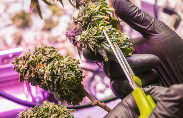 Combien de temps le CBD reste dans le sang ? Guide complet